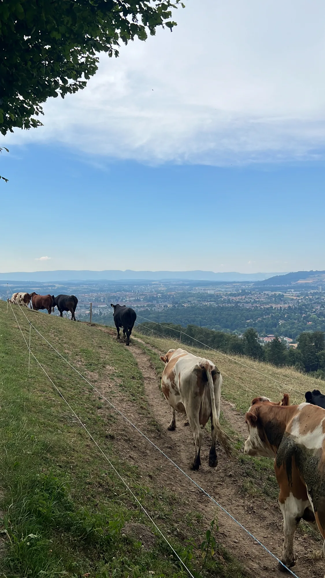 Cows